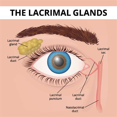 blocked tear duct system